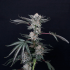Semillas de marihuana feminizadas Luxar-dos de Compound Genetics Seeds, planta.