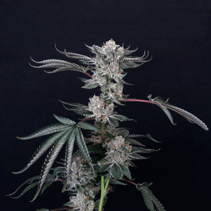 Semillas de marihuana feminizadas Luxar-dos de Compound Genetics Seeds, planta.