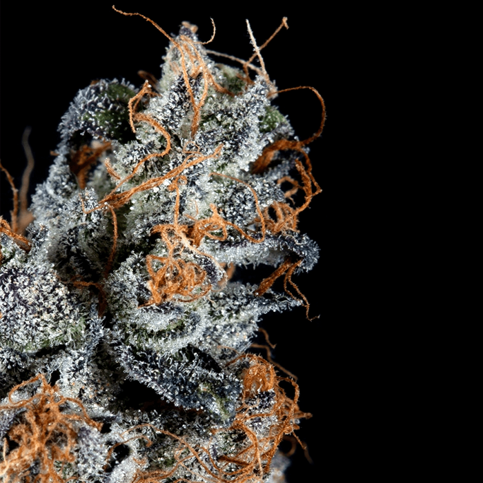 Semillas de marihuana feminizadas Luxar-dos de Compound Genetics Seeds, resina.