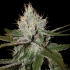 Semillas Cannalope Haze (Dna Genetics) Feminizadas