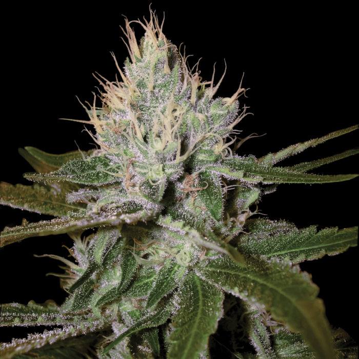 Semillas Cannalope Haze (Dna Genetics) Feminizadas