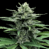 AUTO STRAWBERRY BANANA (DNA Genetics)