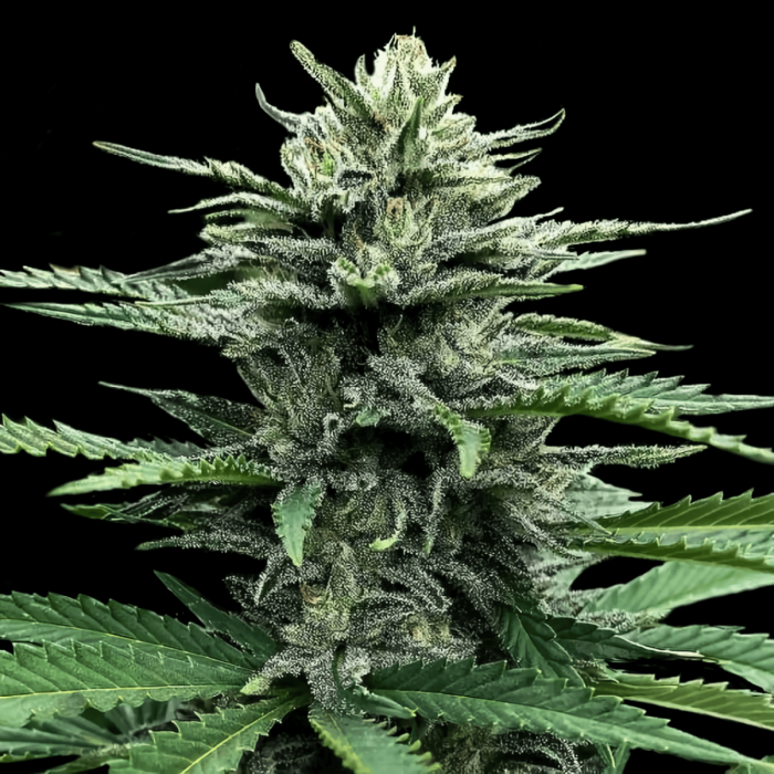 Auto Strawberry Banana (Dna Genetics) Semillas Feminizadas, cogollo.