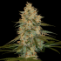 Semillas de marihuana Chocolope Kush de (DNA Genetics)