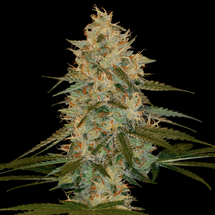 Semillas de marihuana Chocolope Kush de (DNA Genetics)