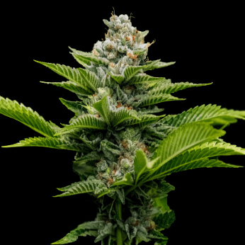 Semillas Challah Cake (Dna Genetics) Feminizadas