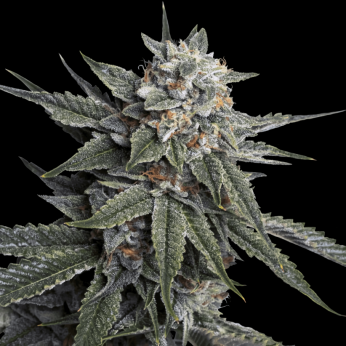 Semillas Holy Grail Kush (Dna Genetics) Feminizadas