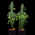 Semillas de Marihuana Kandy Kush de (DNA Genetics), plantas.