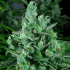 Semillas de Marihuana Kandy Kush de (DNA Genetics), resina.