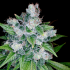 Semillas de Marihuana Kandy Kush de (DNA Genetics), cogollo.