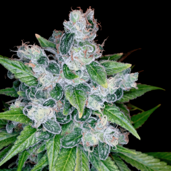 Semillas de Marihuana Kandy Kush de (DNA Genetics), cogollo.