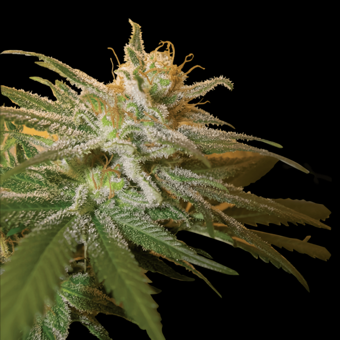 Semillas de Marihuana Kushberry (DNA Genetics), cogollo.