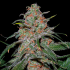 Semillas de Marihuana Lemon Skunk de (DNA Genetics)