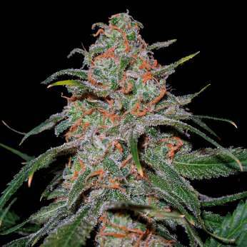 Semillas de Marihuana Lemon Skunk de (DNA Genetics)
