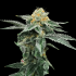 Semillas de Marihuana Kosher Cookies de DNA Genetics, cogollo.