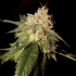 Semillas de Marihuana OG Kush de DNA Genetics, cogollo.