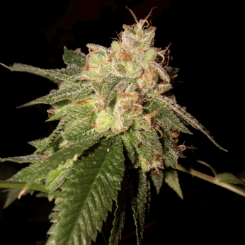 Semillas de Marihuana OG Kush de DNA Genetics, cogollo.