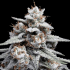 Semillas de Marihuana Auto Skywalker Kush de DNA Genetics, cogollo.
