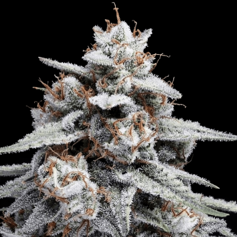 Semillas de Marihuana Auto Skywalker Kush de DNA Genetics, cogollo.