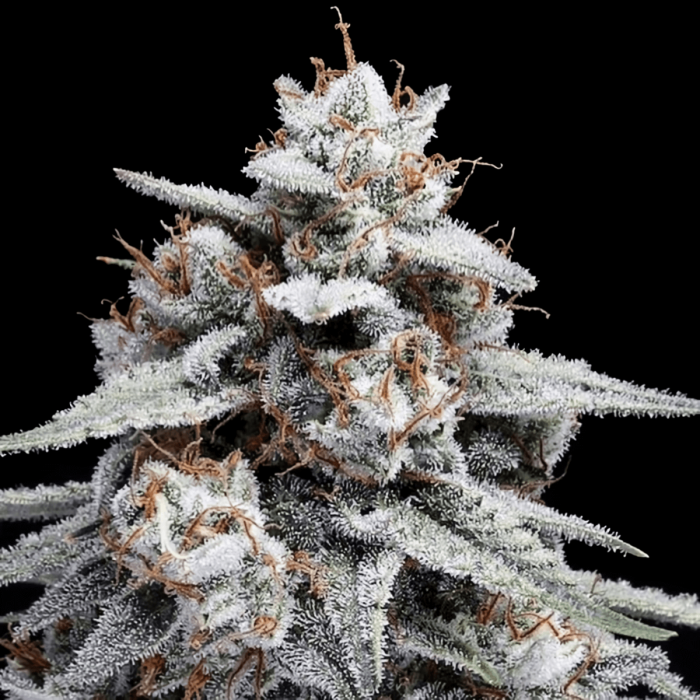 Semillas de Marihuana Auto Skywalker Kush de DNA Genetics, cogollo.