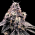 Semillas de Marihuana Kosher Pie de DNA Genetics, cogollo.