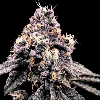 Semillas de Marihuana Kosher Pie de DNA Genetics, cogollo.