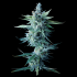 Semillas de Marihuana Miss de DNA Genetics, cogollo.