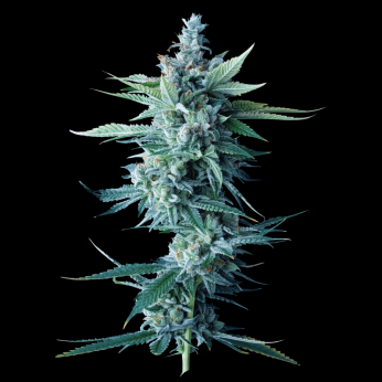 Semillas de Marihuana Miss de DNA Genetics, cogollo.