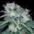 SOUR DIESEL (DNA Genetics)