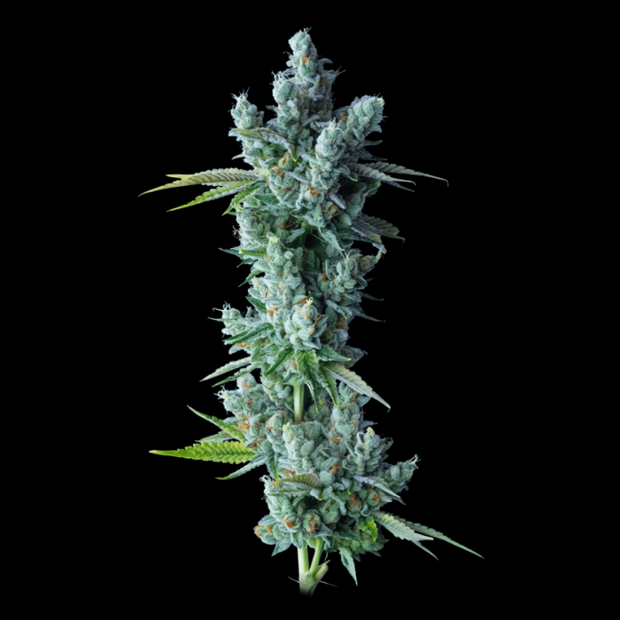 Semillas de Marihuana Kosher Dawg de DNA Genetics, cogollo.
