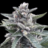 KOSHER SORBET (DNA Genetics)