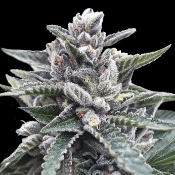 Semillas de Marihuana Kosher Sorbet de DNA Genetics, cogollo.