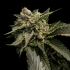 Semillas de Marihuana Strawberry Sorbet de DNA Genetics, cogollo.