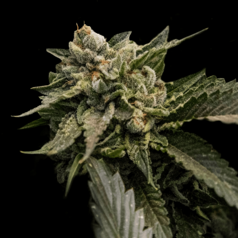 Semillas de Marihuana Strawberry Sorbet de DNA Genetics, cogollo.
