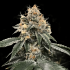 Semillas de Marihuana Auto HG23 AKA Michael Jordan de DNA Genetics, cogollo.