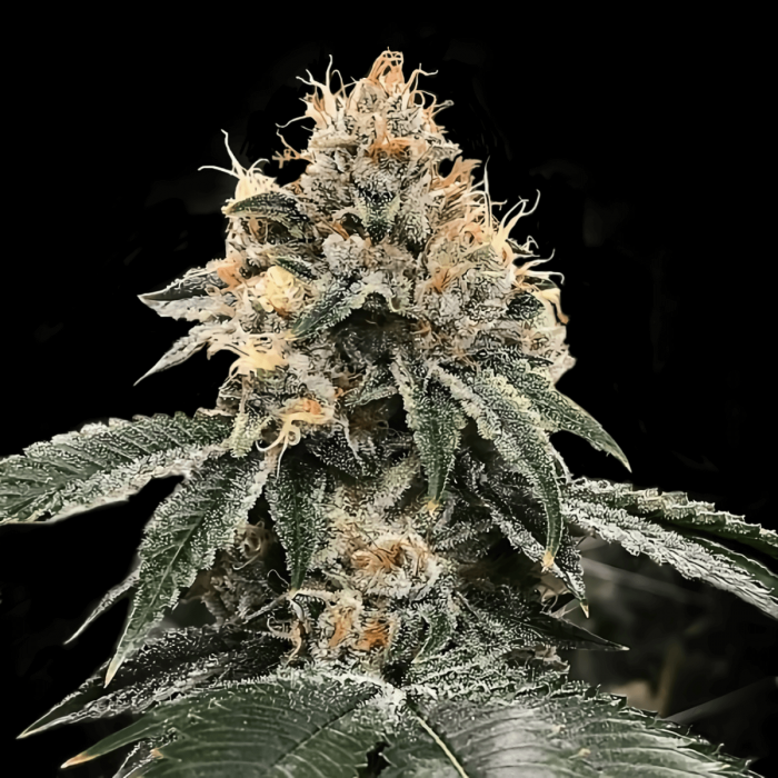 Semillas de Marihuana Auto HG23 AKA Michael Jordan de DNA Genetics, cogollo.
