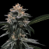 Semillas de Marihuana Banana Sorbet de DNA Genetics, cogollo.