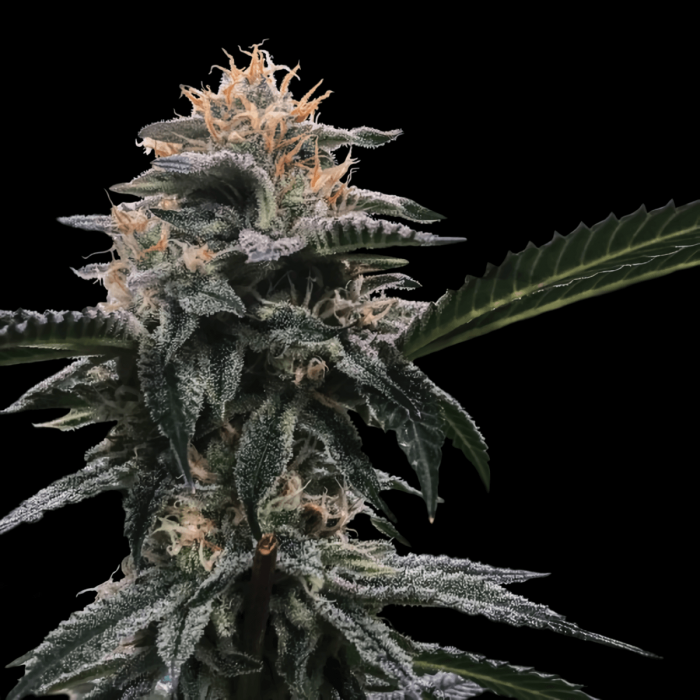 Semillas de Marihuana Banana Sorbet de DNA Genetics, cogollo.