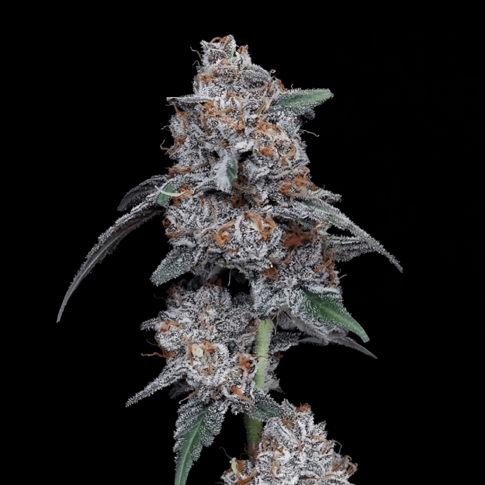 Semillas de Marihuana Auto Big Mac de DNA Genetics, cogollo.