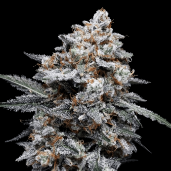Semillas de Marihuana Auto Patrick Swayze de DNA Genetics, cogollo.