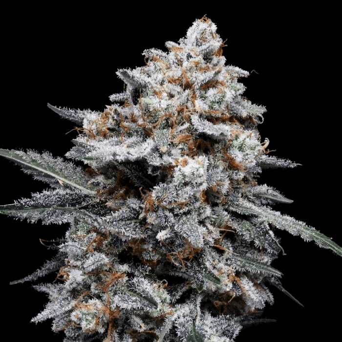 Semillas de Marihuana Auto Patrick Swayze de DNA Genetics, cogollo.