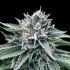 SORBET 4 (DNA Genetics)