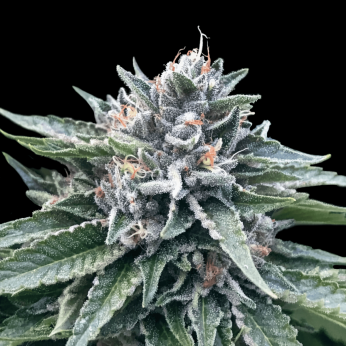 Semillas de Marihuana Sorbet #4 de DNA Genetics, cogollo.