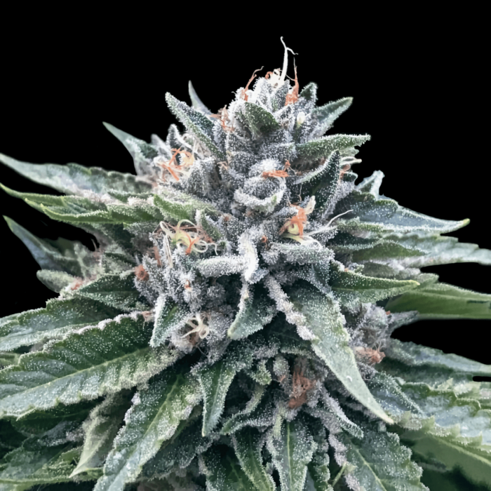 Semillas de Marihuana Sorbet #4 de DNA Genetics, cogollo.