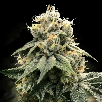 Semillas de Marihuana C.T.S. Aka Chocolate Truffle Shuffle de DNA Genetics, cogollo.