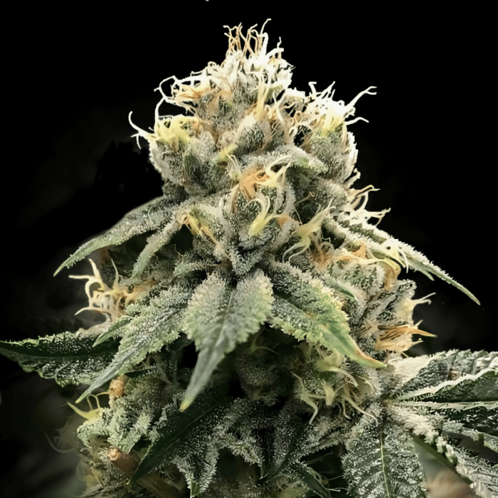 Semillas de Marihuana C.T.S. Aka Chocolate Truffle Shuffle de DNA Genetics, cogollo.