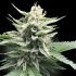 HONEY BANANA (DNA Genetics)