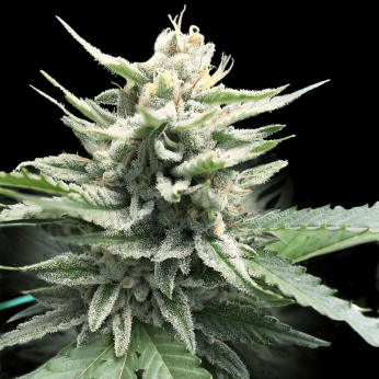 Semillas de Marihuana Honey Banana de DNA Genetics, cogollo.
