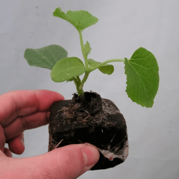 germinador Jiffy Block de coco, 10x10cm, plántula.