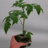germinador Jiffy Block de coco, 10x10cm, plantas.